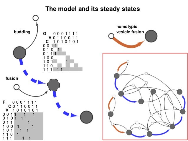 Cisternal maturation model Cisternal maturation model